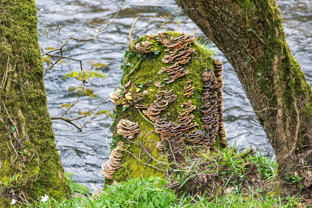 Saprophytic fungi on a tree stump - Photo, Image