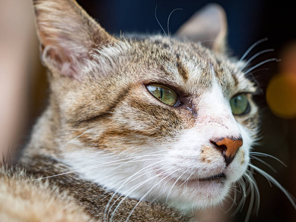 gato salvaje, primer plano retrato fotografía
 - Foto, Imagen