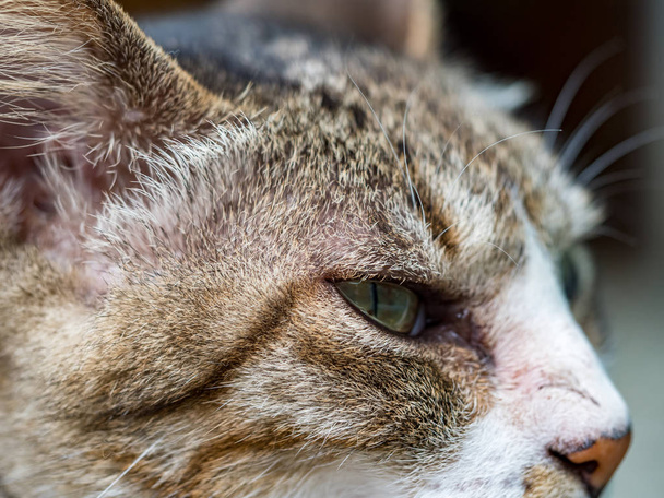 vad macska, közelkép portré fotózás - Fotó, kép