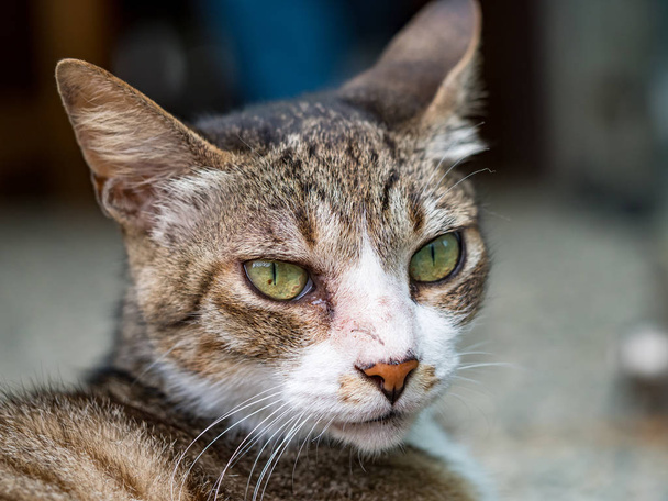 野生の猫と密接な肖像写真 - 写真・画像