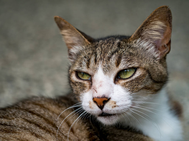 gato selvagem, close-up retrato fotografia
 - Foto, Imagem