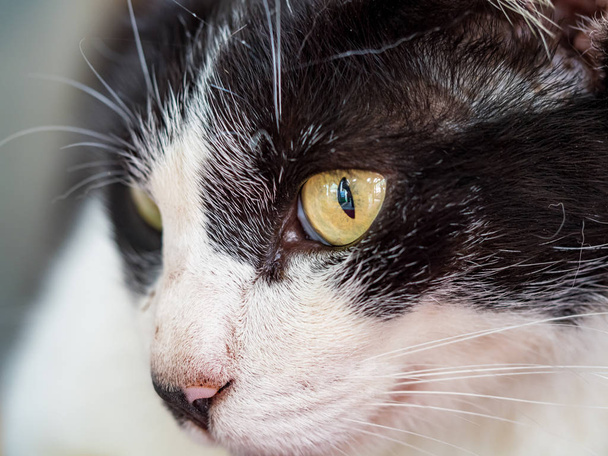 gato salvaje, primer plano retrato fotografía
 - Foto, Imagen