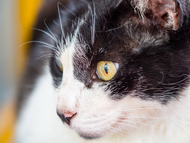 gato salvaje, primer plano retrato fotografía
 - Foto, imagen