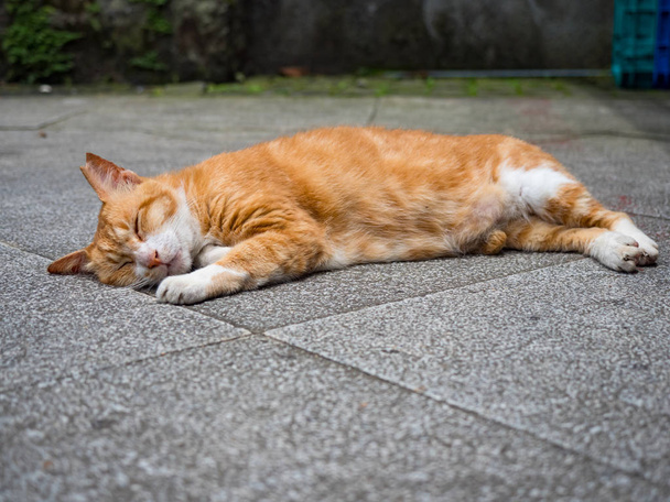 gato salvaje, primer plano retrato fotografía
 - Foto, imagen