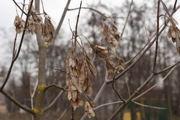 Dry maple seeds on tree on the grey background of park. - Fotoğraf, Görsel