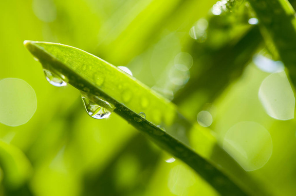 grass with dew drops, raindrop - Foto, Imagem