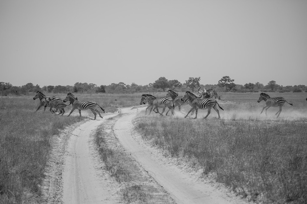 Стадо зебр, переходящих дорогу, черно-белое фото
 - Фото, изображение