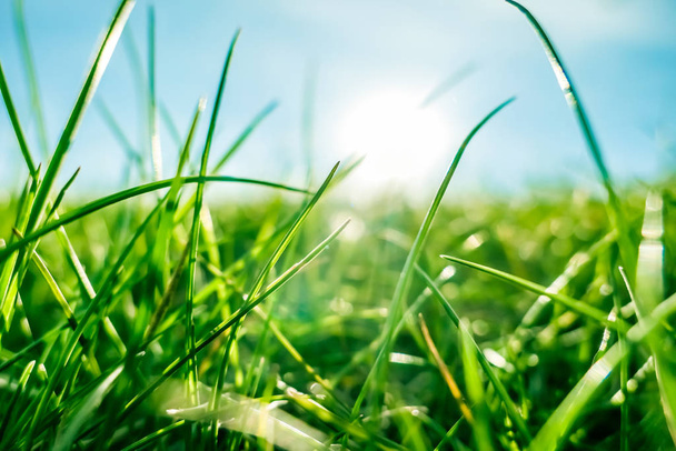 Fresh grass and sunny blue sky on a green field at sunrise, natu - Photo, image