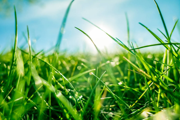 Fresh grass and sunny blue sky on a green field at sunrise, natu - Foto, Imagen
