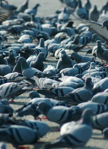 pigeons in the city - Фото, изображение