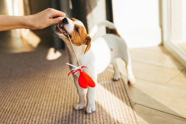 Cute szczeniak Jack Russell Terrier trzyma czerwone serce.  - Zdjęcie, obraz