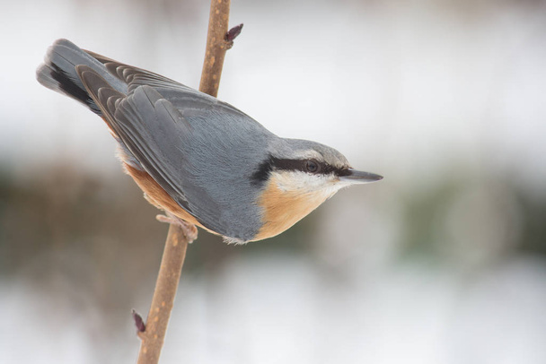 scenic view of beautiful nuthatch bird - Foto, afbeelding