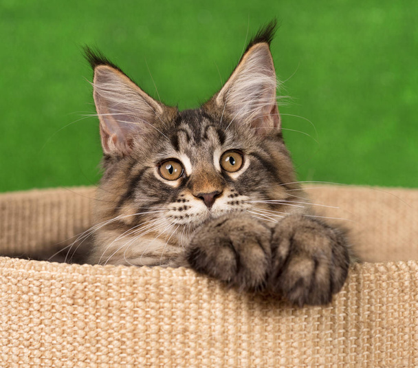 Maine Coon kitten - Zdjęcie, obraz