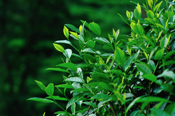 Close-up of vivid green tea leaves in garden in spring in Chinese countryside - Foto, Bild