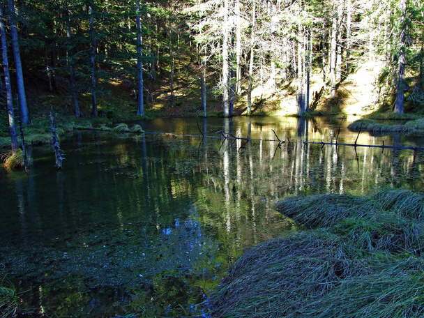 Lac forestier Forstseeli ou étang alpin Forstseeli dans la chaîne de montagnes Alpstein et au-dessus de la vallée du Rhin (Rheintal), Oberriet SG - Canton de Saint-Gall, Suisse
 - Photo, image