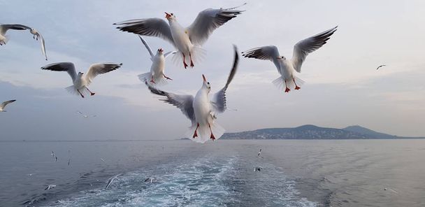 seagulls, gull, Turkey, Istanbul, Bosporus - Photo, Image