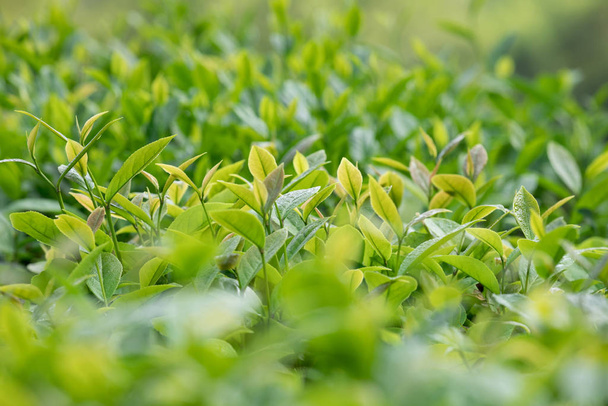 Close-up of vivid green tea leaves in garden in spring in Chinese countryside - Valokuva, kuva