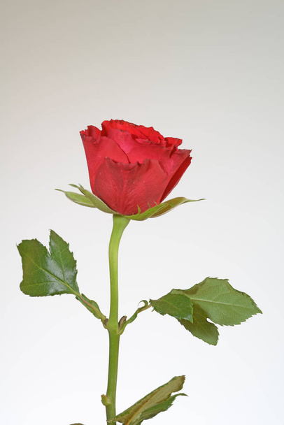 rose,flower,blossom,single,one,salmon colors,pink,orange,white background,pink rose,,,,valentines day, - Foto, Imagen