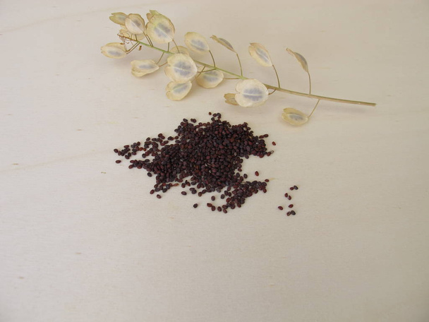 Edible brown-black seeds from field pennycress and stems with winged pods  - Photo, Image