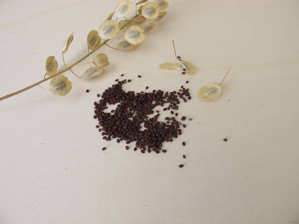 Edible brown-black seeds from field pennycress and stems with winged pods  - Photo, Image