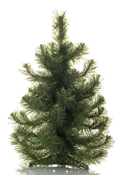 Small pine tree for decoration, isolated on white - Φωτογραφία, εικόνα