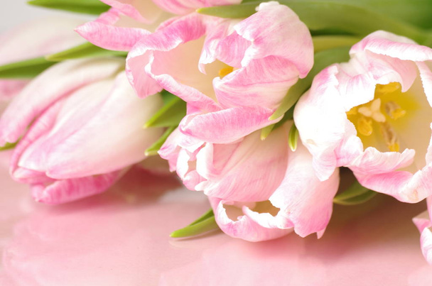 springtime, beautiful spring tulips flowers, flora  - 写真・画像