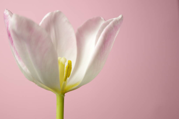 spring tulips flowers, flora  - Фото, изображение