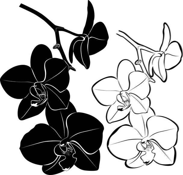 Orchid flower - Vector, Image