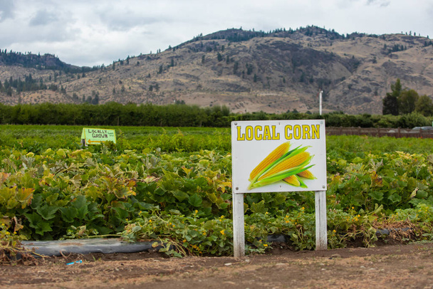 Señal de las granjas de maíz LOCAL, Okanagan
 - Foto, Imagen