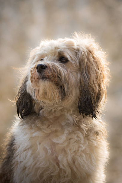Portrait of a cute dog  - Fotó, kép