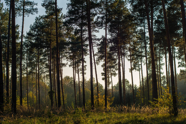 forest in evening light - Valokuva, kuva