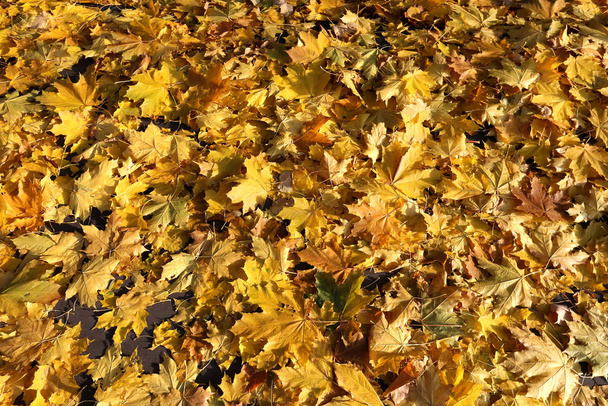 Beautiful autumn tree with colorful leaves photographed closeup - Valokuva, kuva