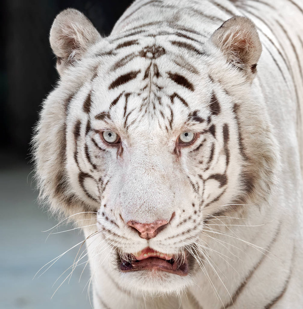 Κοντινό πλάνο επικεφαλής της λευκής τίγρης της Βεγγάλης απομονώθηκε στο παρασκήνιο  - Φωτογραφία, εικόνα