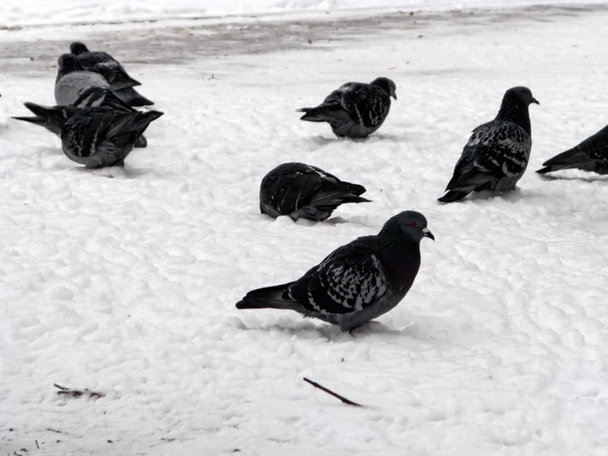 鳩は冬に雪の中に座っている。鳥は冷たく空腹だった. - 写真・画像