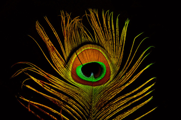 Bright feathers of a peacock close up - Photo, Image