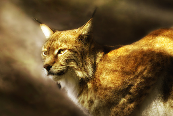 Європейська рись (lynx lynx) - Фото, зображення