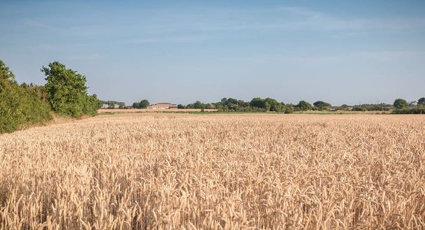 пшеничное поле созрело незадолго до сбора урожая
 - Фото, изображение
