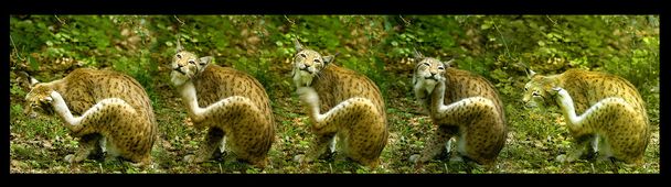 Європейська lynx, чухаючи сам, послідовний вистрілив - Фото, зображення
