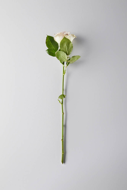Top näkymä valkoinen ruusu valkoisella taustalla
 - Valokuva, kuva