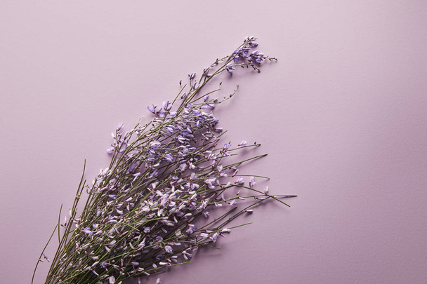 top view of beautiful wildflowers on violet background - Фото, зображення