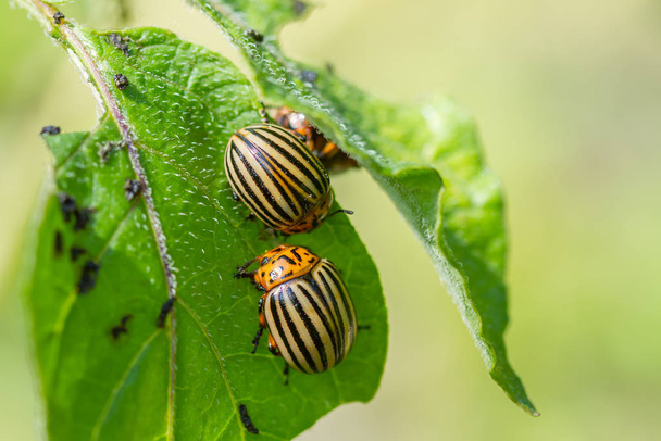 Escarabajos de patata de Colorado comiendo hojas de patata
 - Foto, Imagen