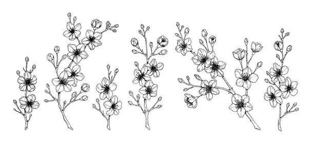 Set of spring cherry flowers. Vector illustration in sketch styl - Vector, Image
