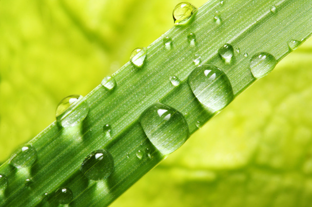 Fresh grass with dew drops - Foto, afbeelding