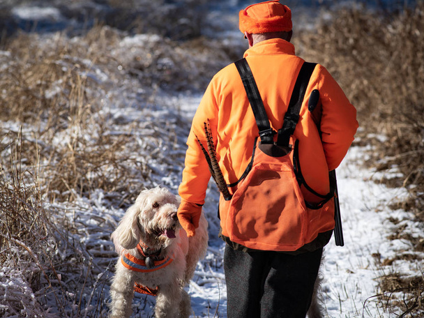 Un cacciatore di uccelli saluta il suo cane da caccia spinone italiano
 - Foto, immagini