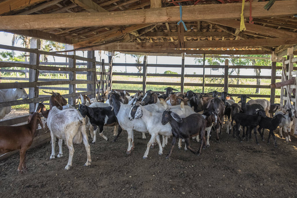 Goats of a great breeding in northeastern Brazil - Foto, imagen