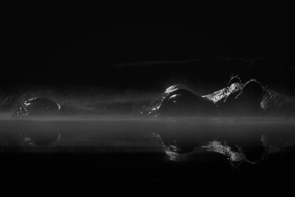 Μαύρο και άσπρο προφίλ κοντινό πλάνο της κεφαλής του Ιπποπόταμου που αναδύεται από το νερό με αντανάκλαση - Φωτογραφία, εικόνα
