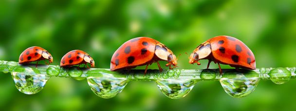 The ladybugs family running on a grass bridge over a spring flood. - Photo, Image