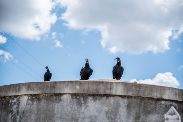 three birds sitting in city under blue sky - Foto, imagen