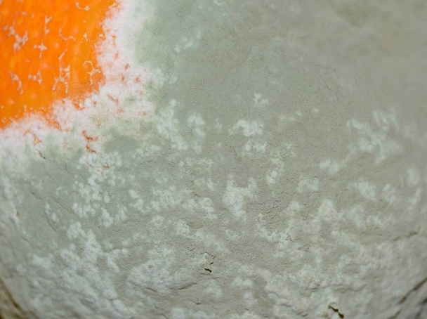 Molde natural sobre mandarinas no transgénicas faltantes, envejecimiento natural de los alimentos
 - Foto, Imagen