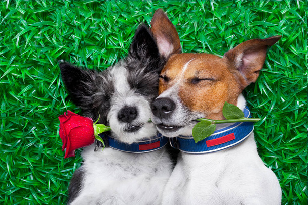 couple of dogs in love very close together lying on grass in the - Фото, изображение